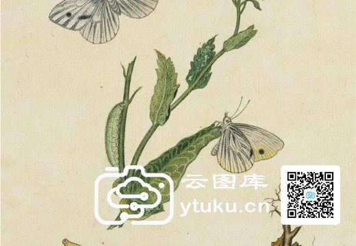 中国自然历史绘画·植物花鸟图谱(辑1)-50