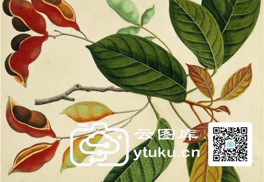 中国自然历史绘画·植物花鸟图谱(辑1)-51