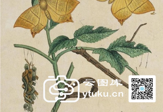 中国自然历史绘画·植物花鸟图谱(辑1)-56