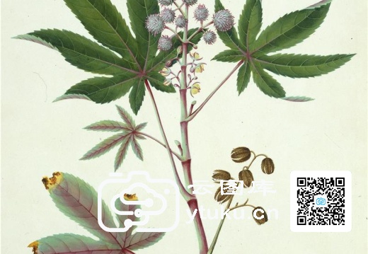 中国自然历史绘画·植物花鸟图谱(辑1)-54