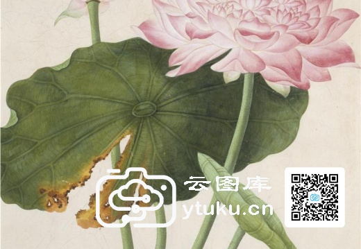 中国自然历史绘画·植物花鸟图谱(辑1)-55