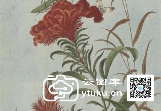 中国自然历史绘画·植物花鸟图谱(辑2)-33 鸡冠花