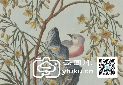 中国自然历史绘画·植物花鸟图谱(辑2)-32 迎春花