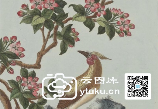 中国自然历史绘画·植物花鸟图谱(辑2)-36 郁李花