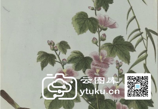 中国自然历史绘画·植物花鸟图谱(辑2)-37 棣棠花