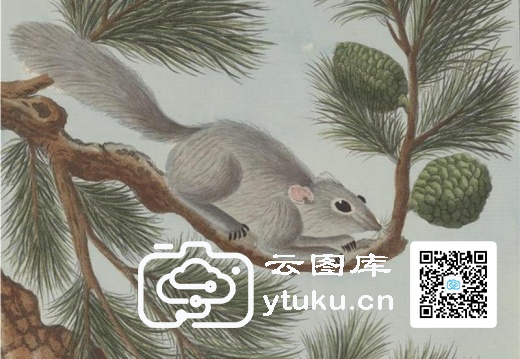 中国自然历史绘画·植物花鸟图谱(辑2)-34 松花