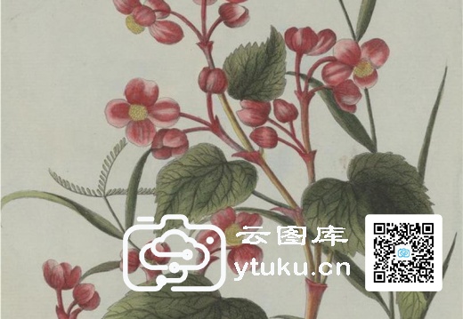 中国自然历史绘画·植物花鸟图谱(辑2)-35 秋海棠