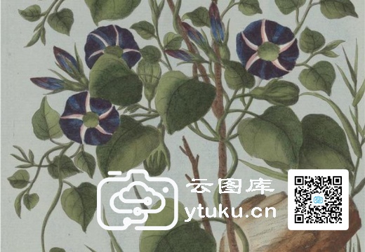 中国自然历史绘画·植物花鸟图谱(辑2)-39