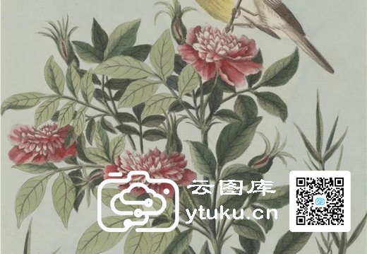 中国自然历史绘画·植物花鸟图谱(辑2)-41 荼蘼花