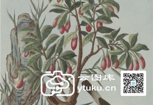 中国自然历史绘画·植物花鸟图谱(辑2)-44 枸杞子