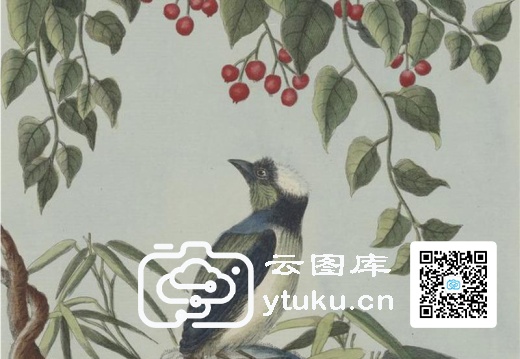 中国自然历史绘画·植物花鸟图谱(辑2)-43