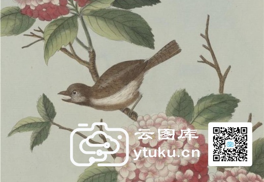 中国自然历史绘画·植物花鸟图谱(辑2)-45 粉团花