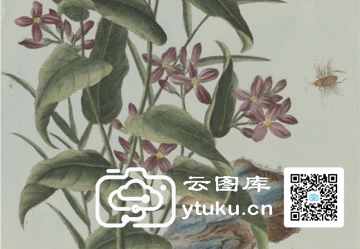 中国自然历史绘画·植物花鸟图谱(辑2)-42