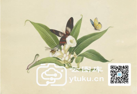 奥地利国家图书馆藏外销画册·花草蝶虫-40 臭羌