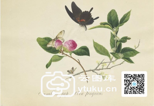 奥地利国家图书馆藏外销画册·花草蝶虫-38