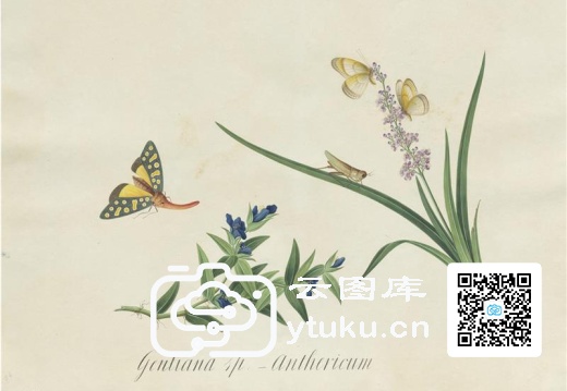 奥地利国家图书馆藏外销画册·花草蝶虫-37