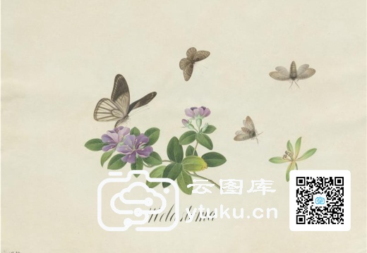 奥地利国家图书馆藏外销画册·花草蝶虫-39 地拈