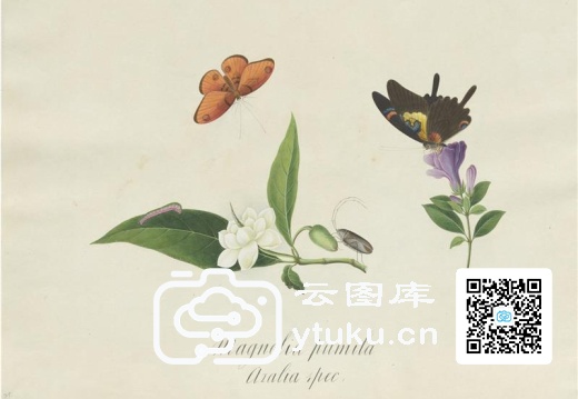 奥地利国家图书馆藏外销画册·花草蝶虫-36 贾夜合