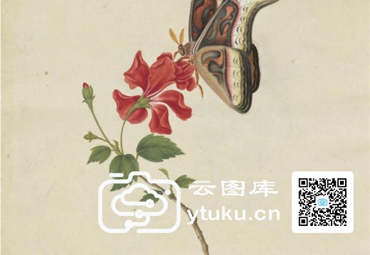 奥地利国家图书馆藏外销画册·花草蝶虫-43 苟头红
