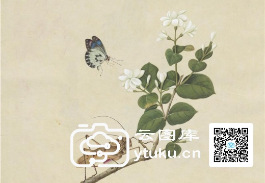 奥地利国家图书馆藏外销画册·花草蝶虫-44 茉莉