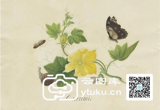 奥地利国家图书馆藏外销画册·花草蝶虫-42 东瓜