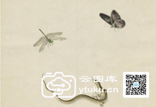 奥地利国家图书馆藏外销画册·花草蝶虫-46 草龙