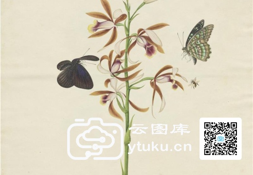 奥地利国家图书馆藏外销画册·花草蝶虫-47 墨菊