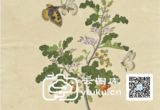 奥地利国家图书馆藏外销画册·花草蝶虫-48 天茄