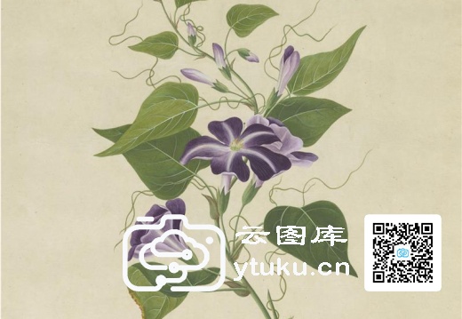 奥地利国家图书馆藏外销画册·花卉果木(辑1)-40 牵衣