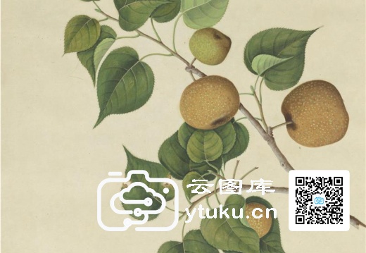 奥地利国家图书馆藏外销画册·花卉果木(辑1)-45 沙梨