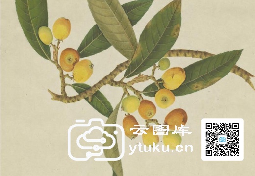 奥地利国家图书馆藏外销画册·花卉果木(辑1)-46 皮琶子