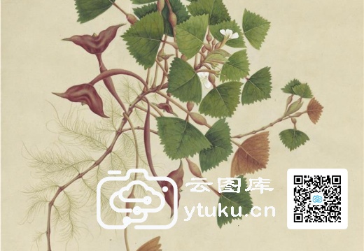 奥地利国家图书馆藏外销画册·花卉果木(辑1)-43 零各