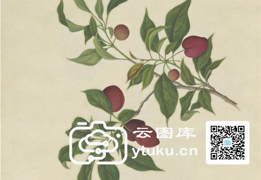 奥地利国家图书馆藏外销画册·花卉果木(辑1)-44 红李