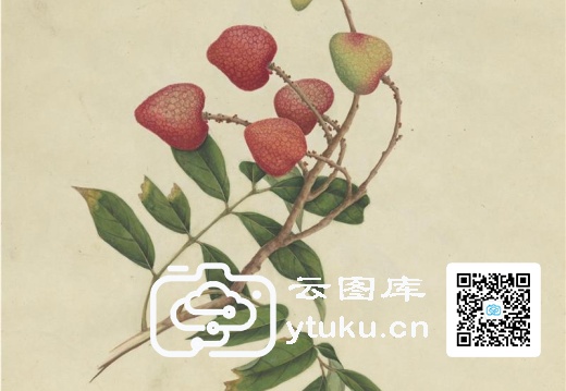 奥地利国家图书馆藏外销画册·花卉果木(辑1)-48 荔枝