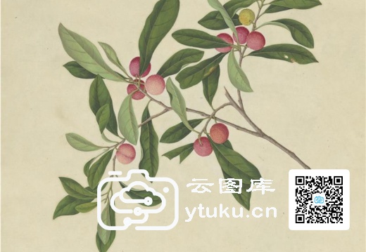 奥地利国家图书馆藏外销画册·花卉果木(辑1)-49 洋梅