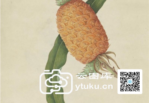 奥地利国家图书馆藏外销画册·花卉果木(辑1)-47 波萝