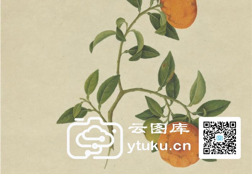 奥地利国家图书馆藏外销画册·花卉果木(辑1)-53 柑子