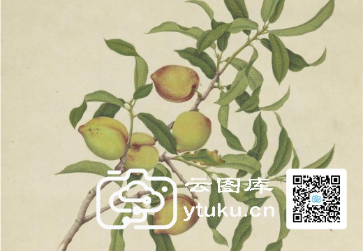 奥地利国家图书馆藏外销画册·花卉果木(辑1)-52 桃