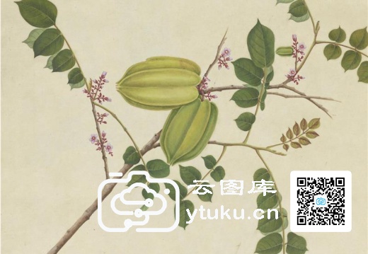 奥地利国家图书馆藏外销画册·花卉果木(辑1)-50 洋桃