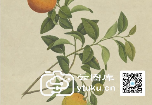 奥地利国家图书馆藏外销画册·花卉果木(辑1)-54 橙子