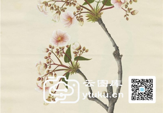 奥地利国家图书馆藏外销画册·花卉果木(辑2)-40