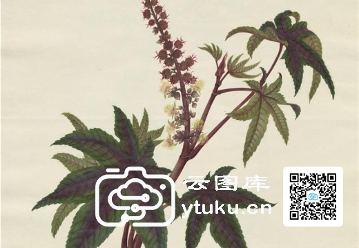 奥地利国家图书馆藏外销画册·花卉果木(辑2)-39 悲麻