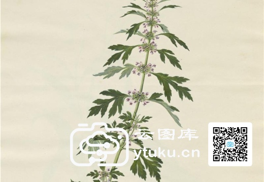 奥地利国家图书馆藏外销画册·花卉果木(辑2)-44 乂花