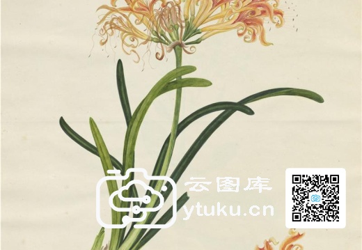 奥地利国家图书馆藏外销画册·花卉果木(辑2)-46 锐衣