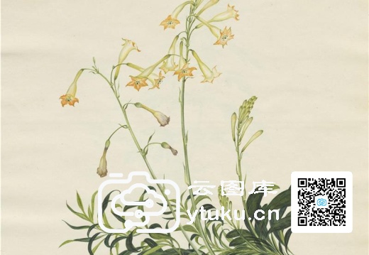 奥地利国家图书馆藏外销画册·花卉果木(辑2)-43 金中(钟)