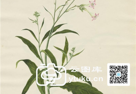 奥地利国家图书馆藏外销画册·花卉果木(辑2)-45