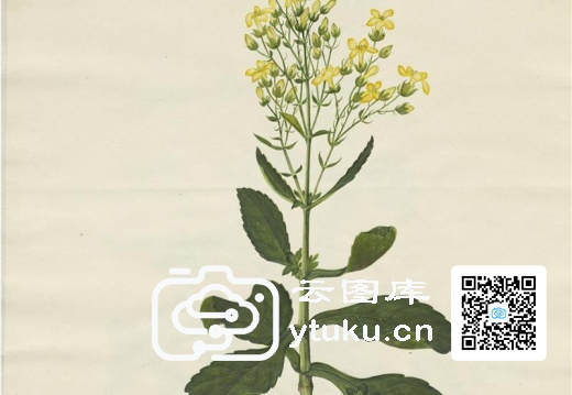 奥地利国家图书馆藏外销画册·花卉果木(辑2)-47 鸡眼