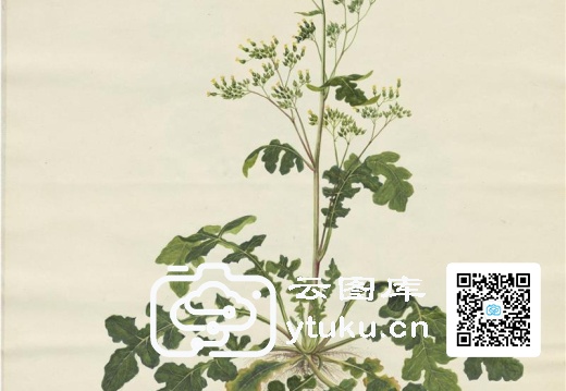 奥地利国家图书馆藏外销画册·花卉果木(辑2)-48 工英