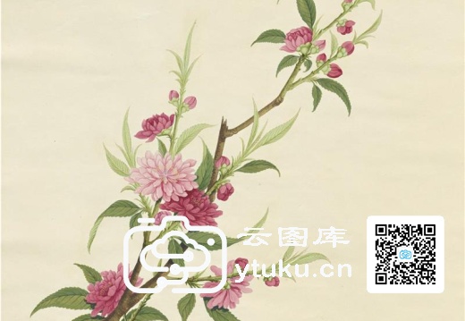 奥地利国家图书馆藏外销画册·花卉果木(辑2)-50