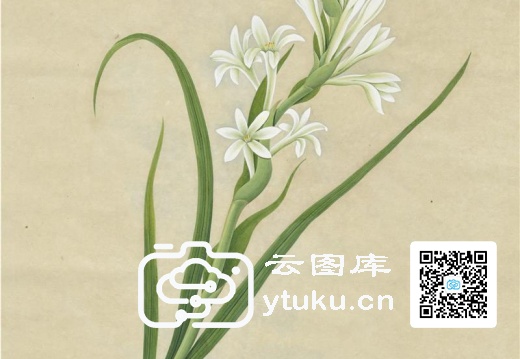 奥地利国家图书馆藏外销画册·花卉果木(辑2)-52